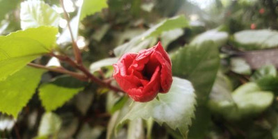 XOLDAA BALSAM FLOWER SEEDS Seed(30 per packet)