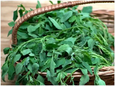 Aywal Bathua Saag F1 Hybrid Seeds For Home Gardening Seed(175 per packet)