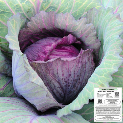 WILLVINE GBPUT -III Red Cabbage F1 Hybrid Seeds - 7500 Seeds Seed(25 g)