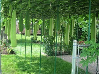 CYBEXIS XLR-6 - Long Bottle gourd - (100 Seeds) Seed(100 per packet)