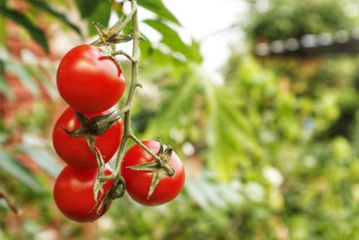 Plantzoin tomato Seed(145 per packet)
