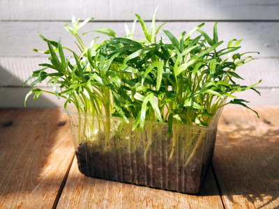 Plantz Water Spinach, Kalmi Seed(100 per packet)