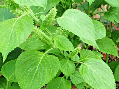VibeX GBPUT-27 - Green SHISO(Perilla)Japanese - (750 Seeds) Seed(750 per packet)