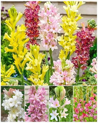 SeedsVally tuberose plant/Tuberose flower seeds 10 Seed (10 per packet) Seed(10 per packet)