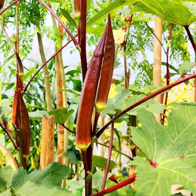 Arshiayat Red Bhindi F1 Hybrid Vegetable Seeds Ladies Finger For Home Garden, Red orka, Bhenda Seed(75 per packet)