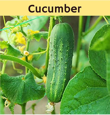 VibeX ® VXI-804 Cucumber Seeds for Kitchen Gardening Seed(200 per packet)