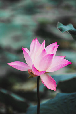 farmgokart lotus,kamal gatta Seed(11 per packet)