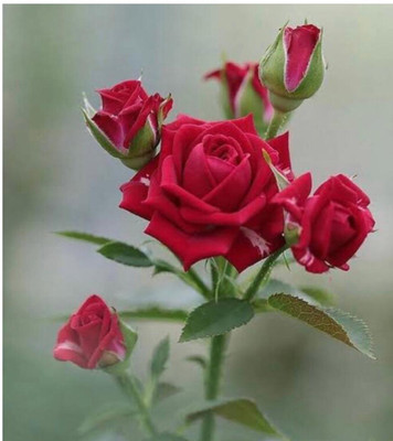 greenfarm NXC- Fragrant Rose Flower Seeds/ Gulab Seeds / 100 X Seeds , TRE145 Seed(100 per packet)