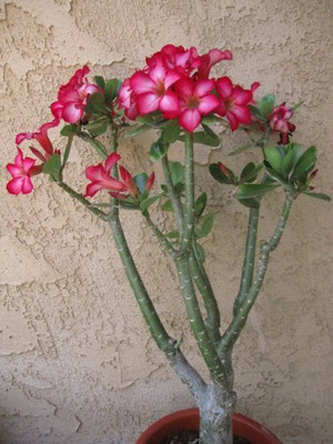 Qualtivate ATS-479 Desert Rose Impala Lily Seed(30 per packet)