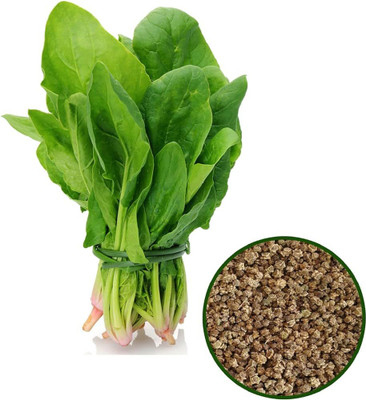 BDSresolve Palak seeds hybrid PACK OF 490 Seed(490 per packet)