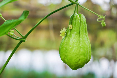 xcentax bitter gourd,karela seeds Seed(30 per packet)