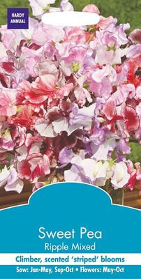 CYBEXIS Sweet Pea Seed(50 per packet)