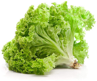 Aywal Gourmet Blend Lettuce Seed(125 per packet)