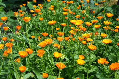 XOLDA Calendula flower Seed(49 per packet)