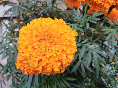 BrijBooti marigold/gende ka phool flower seeds Seed(50 per packet)