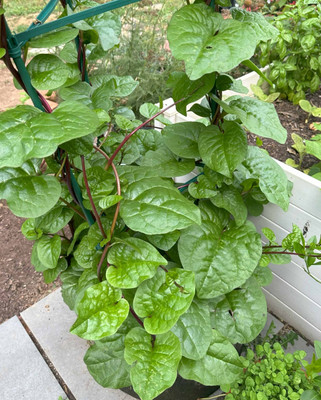 Seedsilk Store Pui Saag Original Seed(50 per packet)
