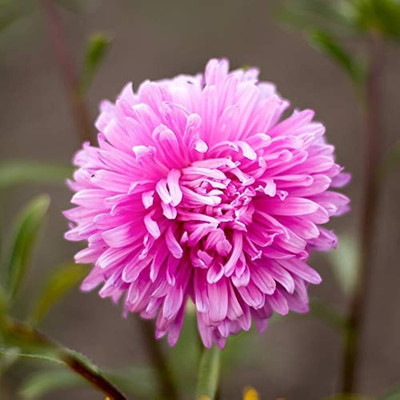 BDSresolve Chrysanthemum flower seeds mixed PACK OF 14 Seed(14 per packet)