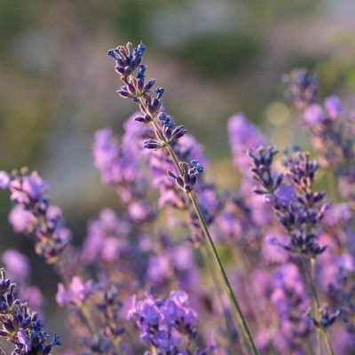 VibeX GUA-15 - Vera Lavender (Lavandula Angustifolia - Vera) - (750 Seeds) Seed(750 per packet)