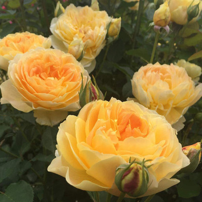 CYBEXIS VVI-72 - Yellow Rose Bush - (100 Seeds) Seed(100 per packet)