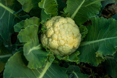 DROXTY white cauliflower,gobhee seeds Seed(45 per packet)