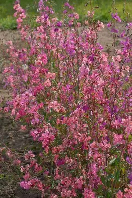 Aro Clarkia Seed(112 per packet)