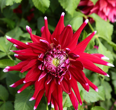 Qualtivate VXI-50 Mix Color Dahlia Seeds Seed(50 per packet)