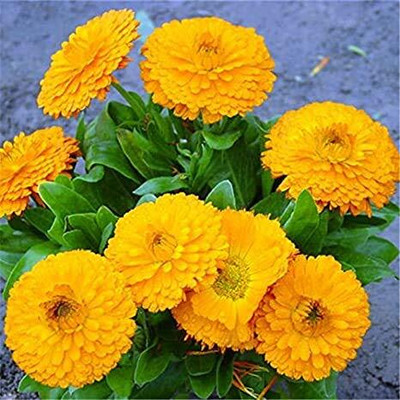CRGO CALENDULA Seed(20 per packet)