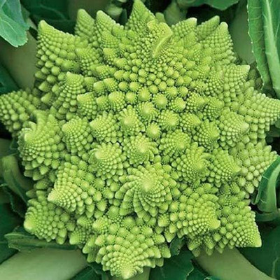 VibeX LX-64 - F1 Romanesco Broccoli - (150 Seeds) Seed(150 per packet)