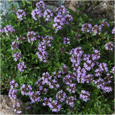 VibeX XLL-1 - Mother of Thyme - (1350 Seeds) Seed(1350 per packet)