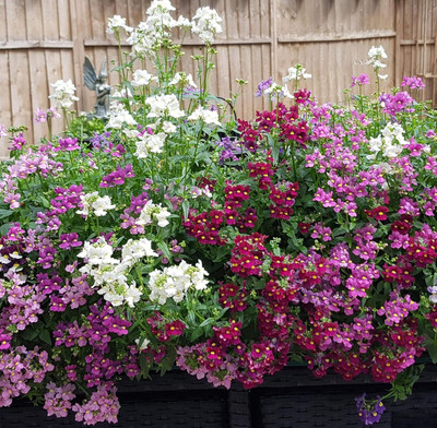 LPR NEMESIA Seed(50 per packet)