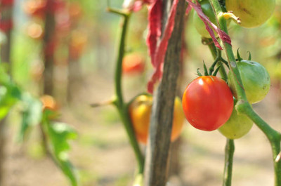 Petsella tomato Seed(105 per packet)