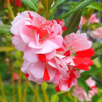 SeeGreen Hybrid balsam/bulsam/dopati mix color variety flower_20 Seed(20 per packet)