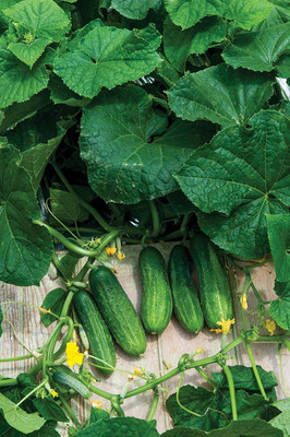 Qualtivate RES-7A Picklebush Pickling Cucumber Seeds Seed(300 per packet)
