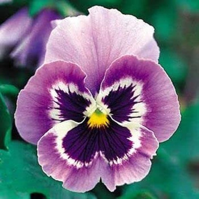 Lorvox Pansy Hybrid Flower Seed(20 per packet)