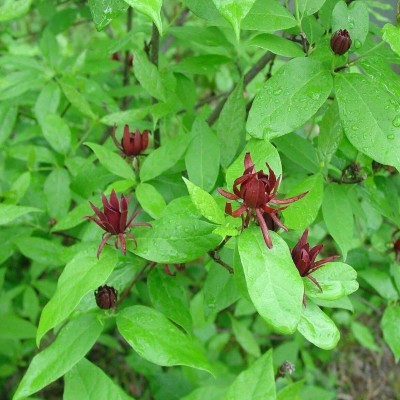 VibeX ® LXI-31 Carolina Allspice,Calycanthus floridus Seed(50 per packet)