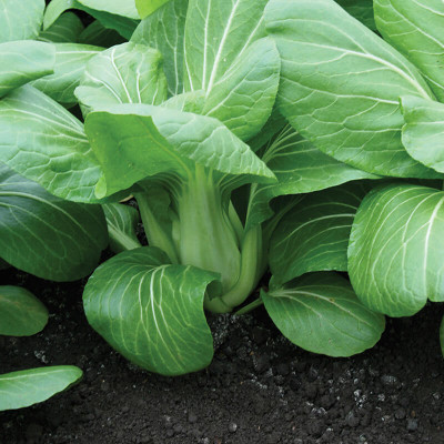 CEZIUS Seeds for Planting Pak Choi Yuushou Seed(100 per packet)
