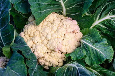 Aamaya Store white cauliflower,gobhee seeds Seed(25 per packet)