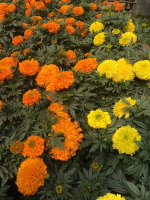 BDSresolve marigold/gende ka phool flower seeds Seed(50 per packet)
