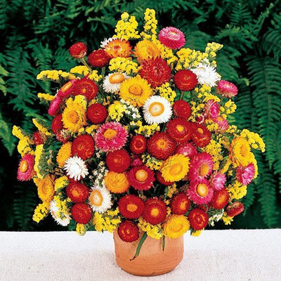 KANAYA Helichrysum Flower Seed, Straw Flower Seed(22 per packet)