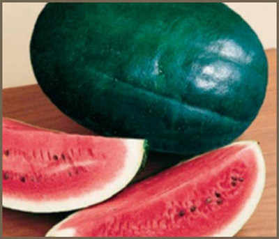 CYBEXIS TLX-41 - Watermelon Black Diamond - (1350 Seeds) Seed(1350 per packet)