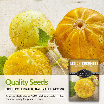 CYBEXIS PAU-96 - Lemon Cucumber for Planting - (1350 Seeds) Seed(1350 per packet)