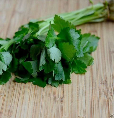 CYBEXIS XLL-35 - Mitsuba Japanese parsley - (750 Seeds) Seed(750 per packet)