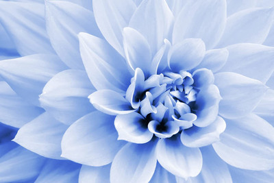 CYBEXIS XLR-6 - Polar Bear White Dahlia Flower - (60 Seeds) Seed(60 per packet)