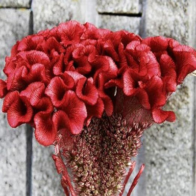 Lorvox Cockscomb Rose Flower Seed(120 per packet)