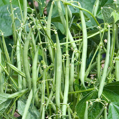 Aywal Hybrid French Beans Selection - High Yielding Seed(30 per packet)