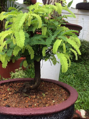KANAYA IMLI KE BEEJ / TAMARIND SEEDS IMLEE KE BEEJ FOR Home Gardening Seed(12 per packet)