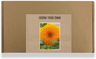 CYBEXIS Sunflower Seed(400 per packet)