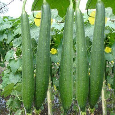 Aywal Sponge gourd (courge torchon) Seed(70 per packet)
