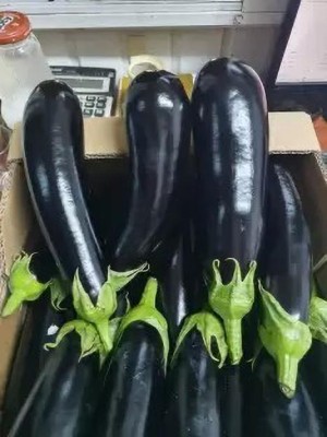 Aro Brinjal purple long, Brinjal, Eggplant Seed(130 per packet)