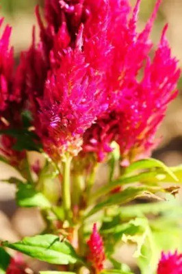 MAA Celosia Dwarf, Cockscomb Seed(90 per packet)